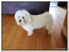 honden00012