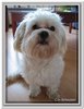 honden00054