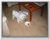 honden00098