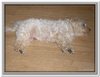 honden00099