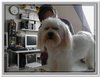honden00066