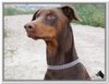 honden00022
