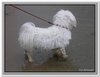 honden00104