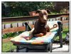 honden00026