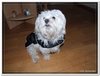 honden00020