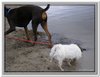 honden00105