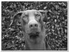 honden00021