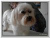 honden00071