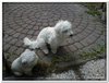 honden00045