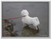 honden00109