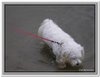 honden00103