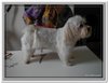 honden00075
