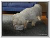 honden00087
