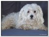 honden00009