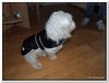 honden00018