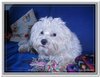 honden00119