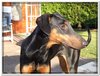 honden00029