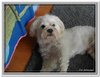 honden00084