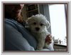 honden00123