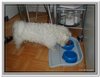 honden00063