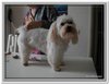 honden00076