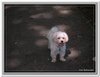 honden00053