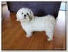 honden00011