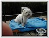 honden00089