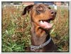 honden00005