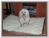 honden00058