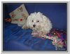 honden00118