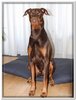 honden00008