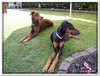 honden00028