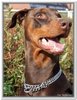 honden00007