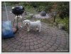 honden00043