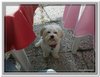 honden00074