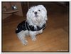 honden00019