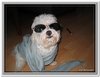 honden00055