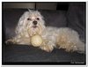 honden00002