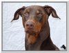 honden00023