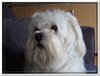 honden00017