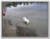 honden00108