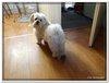 honden00037