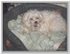 honden00120
