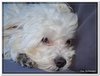 honden00016