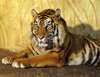 DSC_3553_tijger