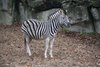 user507_pic296_1257943377