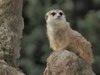 user480_pic271_1257347606