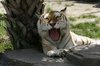 tijger