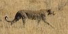 etosha_